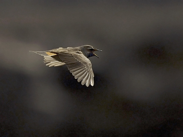 Sinirinta, Bluethroat, Luscinia svecica